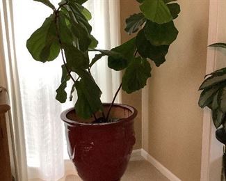 Fiddle Leaf Fig