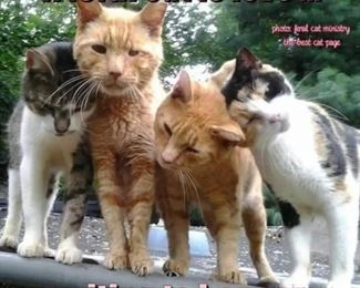 Help us save homeless cats.