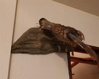 Wall Duck Mount