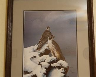 Red Tail Hawk Drawing