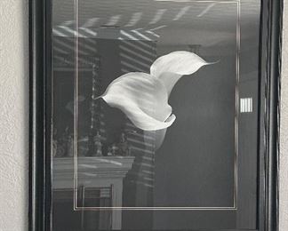 Large Iris Glass Front Framed Black and White Picture