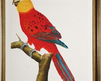 Hand colored parrot lithographs