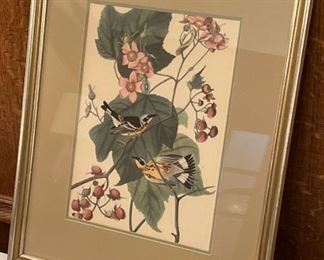 Framed Print of Birds On Branch Unsigned