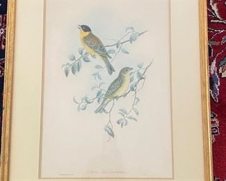 J. Gould Euspiza Melanocephala Print