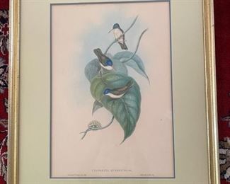 J. Gould Red Billed Azure Crown Humingbird Print