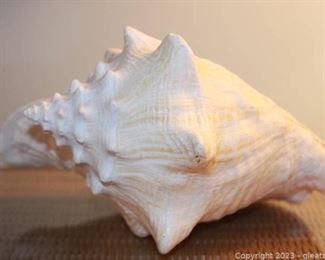 Large Vintage Conch Shell