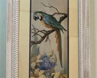 Lovely Framed and Matted Parrot Print