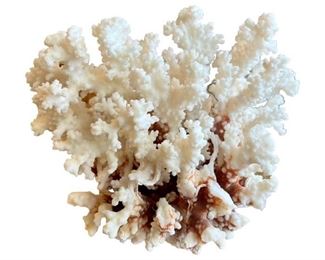 Natural White Coral