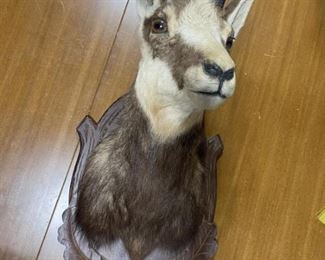 152 - Shoulder Mount Chamois Taxidermy

