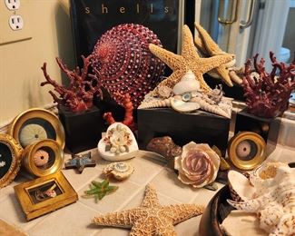 Wonderful Shell Collection