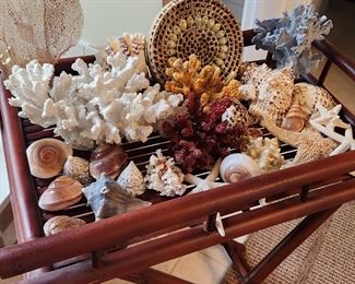 Wonderful Shell Collection