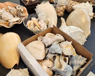 Huge Shell Collection