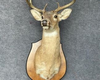 Vintage Taxidermy Deer Wall hanging Rack Mount
