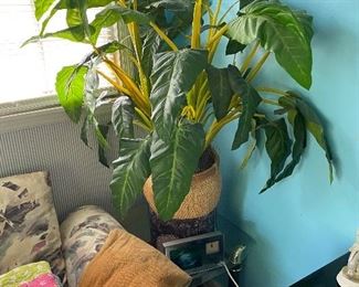 This plant has not been watered in 23 years and still looks great.