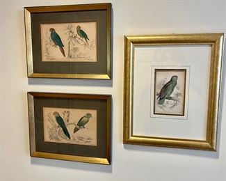 Hand tinted parrot prints