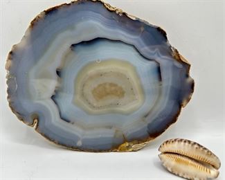 Petrified Wood Cross-Section & Cowry Shell
Lot #: 88