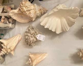 Shells