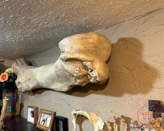 Museum Replica Woolly Mammoth Tibia Bone