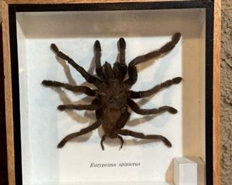 Framed Taxidermy Tarantula