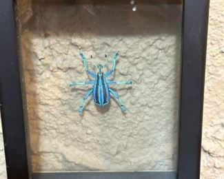 Eupholus Bennetti Beetle