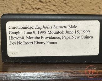 Eupholus Bennetti Beetle