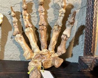 Prehistoric Giant Cave Bear Fossil Foot