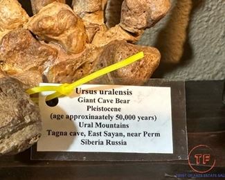 Prehistoric Giant Cave Bear Fossil Foot