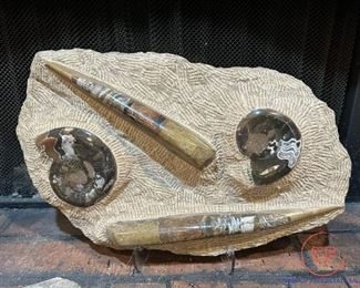 Ammonite and Orthoceras Fossil Plate
