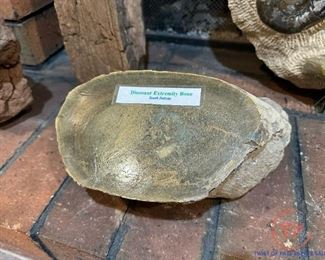 Dinosaur Extremity Bone - Fossil 