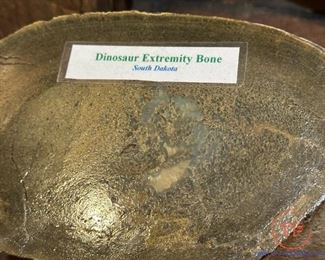 Dinosaur Extremity Bone - Fossil 
