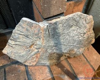 Prehistoric Plant Fossil Plate