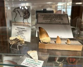 Collection of Dinosaur Fossils