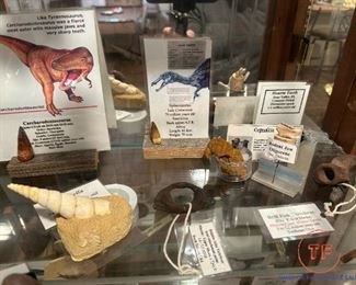 Collection of Dinosaur Fossils