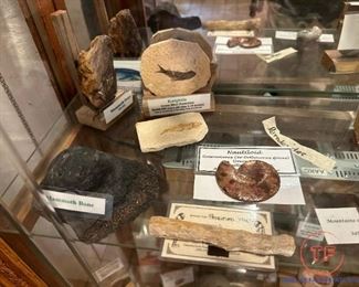 Collection of Dinosaur Fossils