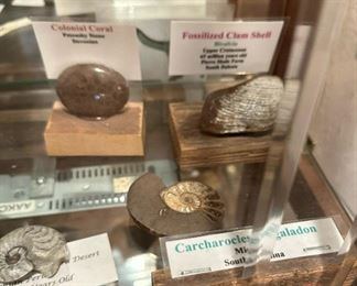 Collection of Dinosaur Fossils