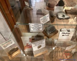 Collection of Dinosaur Fossils