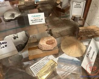 Collection of Dinosaur Fossils