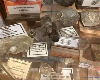 Collection of Dinosaur Fossils