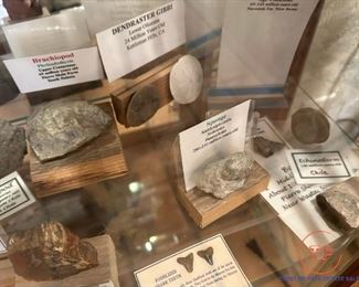 Collection of Dinosaur Fossils