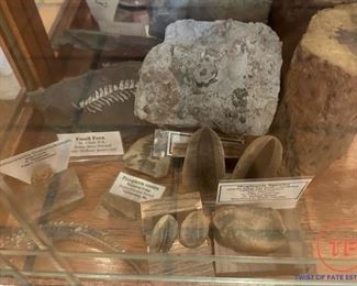 Collection of Dinosaur Fossils