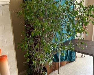 Live Ficus Tree