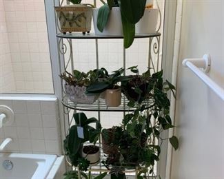 Lots of orchids and houseplants