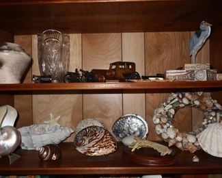 Beautiful Collection of Shells