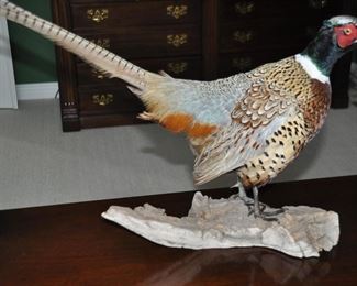 Taxidermy "Ring-Neck Pheasant", W27.5" x H16" x D7"   (Did not include base in the measurement.)