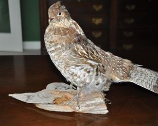 Taxidermy "Ruffled Grouse", W14" x H10" xD6.5"