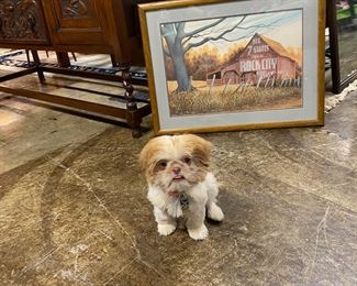 ...AND this is our new little 4-month-old Shih-Tzu pup that loves being in the spotlight, her name is "Baby" (and NO, she's not for sale!)
