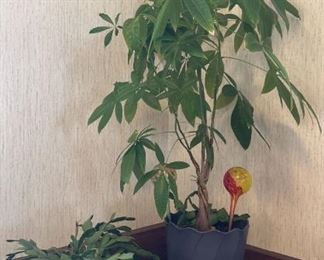 Live House Plants Umbrella Plant and Christmas Cactus