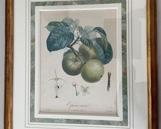 Pair of beautifully framed fruit prints