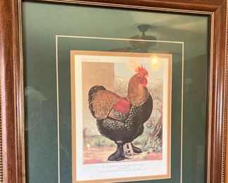 Nicely framed rooster print