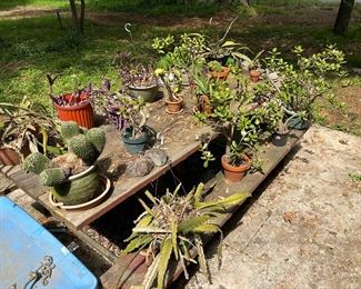 An assortment of succulents in need of new homes